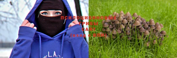 сатива Новодвинск